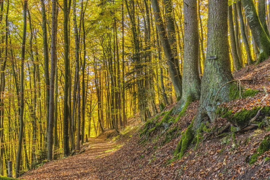 A Balanced Approach To Wellness: Myths and Facts