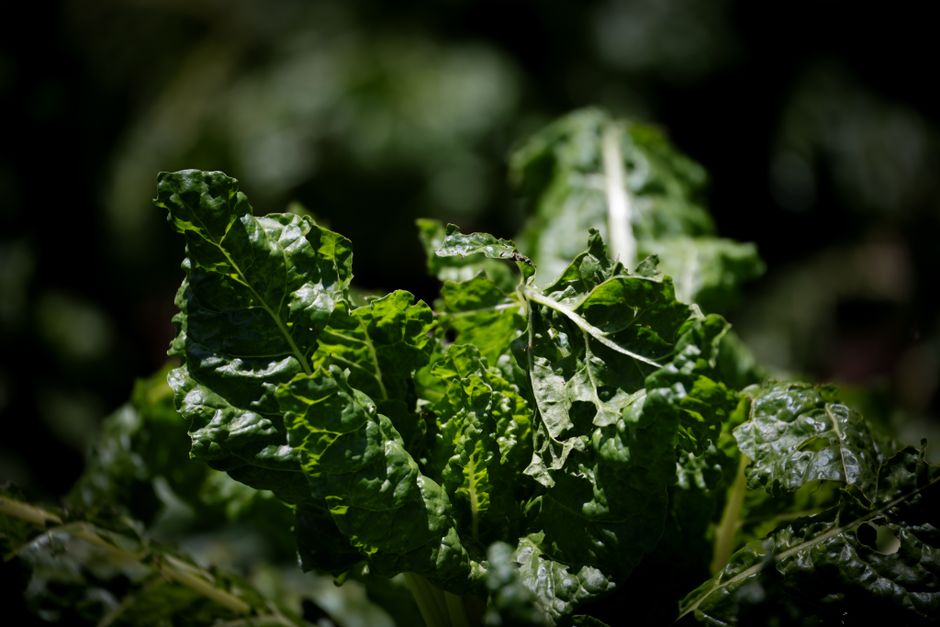 A Sensible Look at Probiotics In Plain Language, Minus the Overwhelm