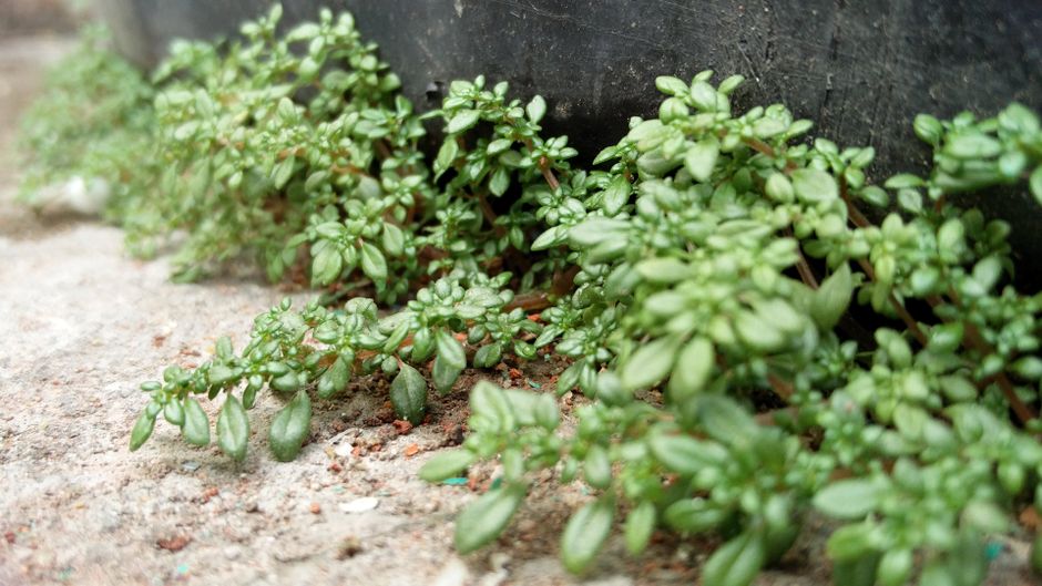 One Week of Focusing on Seasonal Changes And How The Body Responds, Starting Today