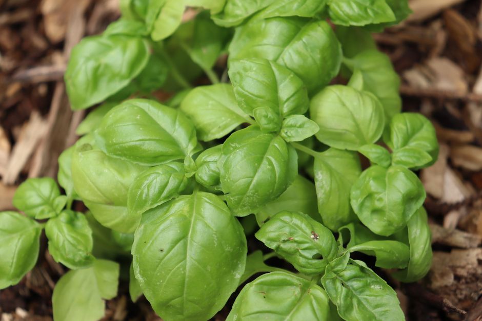 Rethinking Herbs And Botanicals: A Cautious Look, One Step at a Time