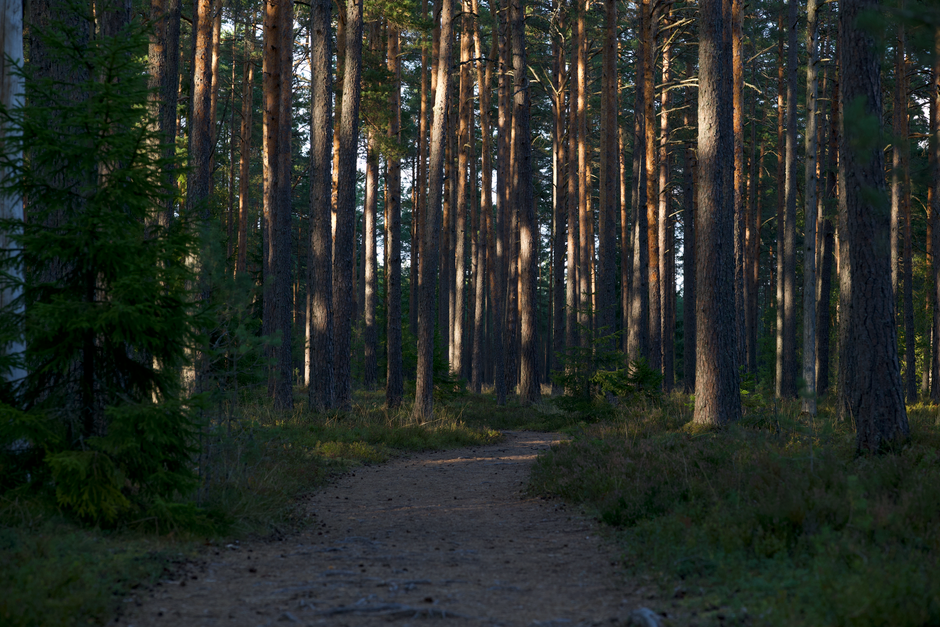 The Ordinary Virtues Of Walking: Myths and Facts
