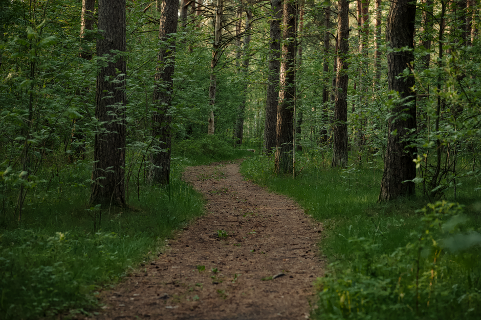 The Ordinary Virtues Of Walking: What Actually Works